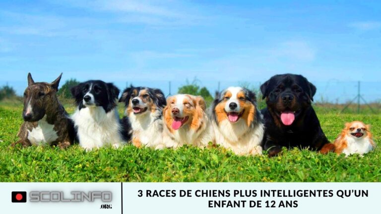 3 Races de Chiens Plus Intelligentes qu’un Enfant de 12 Ans